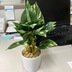 ランキングキーワードに紐づく投稿画像-観葉植物