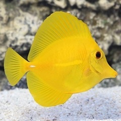 キイロハギ譲って頂ける方