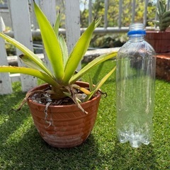 アガベ　リュウゼツラン子株付きの画像