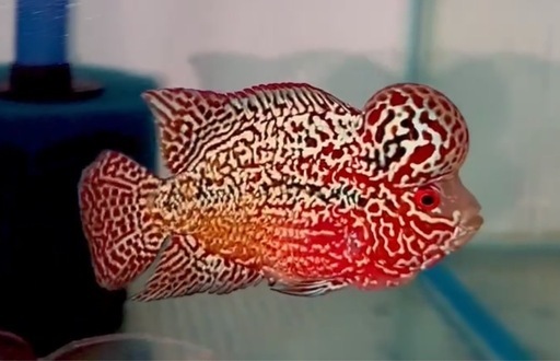 フラワーホーン　熱帯魚　9cm 雄