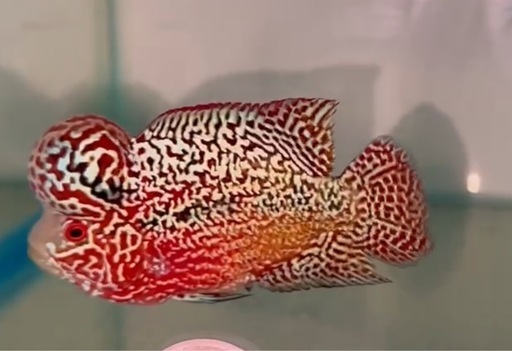 フラワーホーン　熱帯魚　9cm 雄