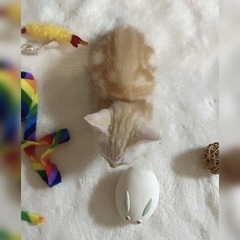 Petio《 犬/猫おもちゃ 》 噛むと音が鳴る♪シリコンうさぎまんじゅうボールの画像