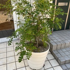 カズラ