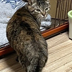 【里親さま決定】⭐️控えめキジ子小柄