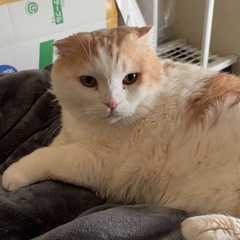 PUPG仲間が欲しいです！！