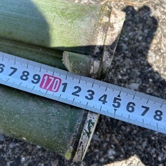 太めの竹2本の画像
