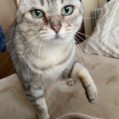 アメリカンショットヘアカル - 猫
