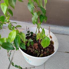 ピタンガ苗　植物　ガーデニングの画像