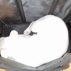 ペットキャリーバッグの画像