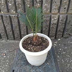 蘇鉄（鉢付き）