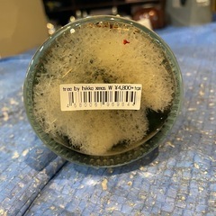 【引き取り限定】中古品　ハーバリウム　おしゃれ　インテリアフラワーの画像