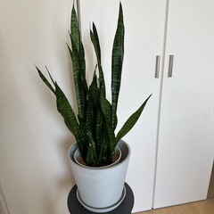 サンスベリア・ゼラニカ 観葉植物　生活雑貨 家庭用品 ガーデニング
