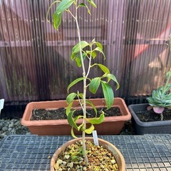 椿・木瓜・山野草