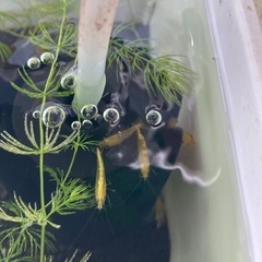 イエローチェリーシュリンプ