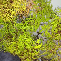 植物【タイワンモミジ(ポリシャス)】鉢植え