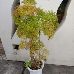 植物【タイワンモミジ(ポリシャス)】鉢植えの画像