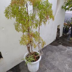 植物【タイワンモミジ(ポリシャス)】鉢植えの画像