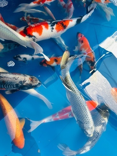 プールと錦鯉セット