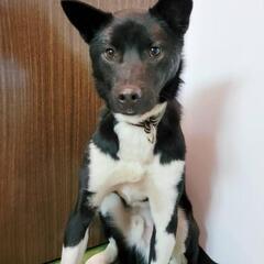 優しい　アーサ　保護犬　雑種