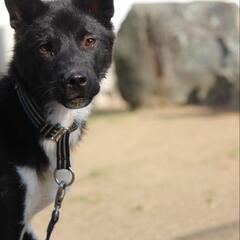 再投稿😭　優しい　アーサ　保護犬　雑種 − 岡山県