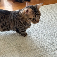里親様決定 短足ジェネッタの男の子