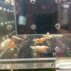 　レッドタイガービーシュリンプ(太極)/あすなろ様血統10匹限定の画像