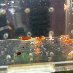 　レッドタイガービーシュリンプ(太極)/あすなろ様血統10匹限定の画像