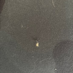 ヨギボーmini 2つセットの画像