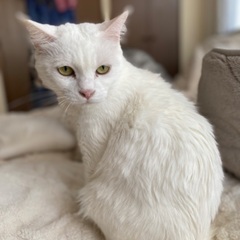 白いなつこいららちゃん − 福岡県