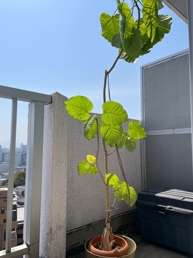 観葉植物　フィカスウンベラータ