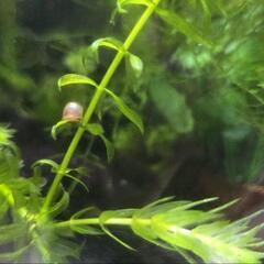 グッピー20匹*水草5本*
レッドラムズホーン3匹*の画像