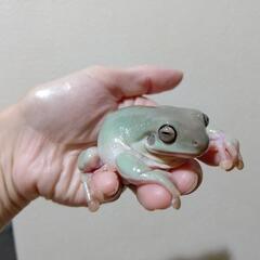 イエアメガエル