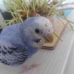 セキセイインコが逃げてしまいました。探しています。