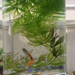 グッピー５ペア（オス５・メス５）＋水草