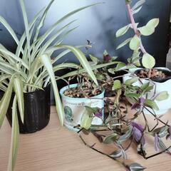 植物まとめて