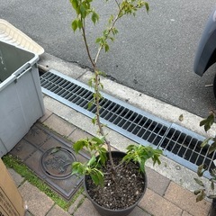 桜の
鉢植え