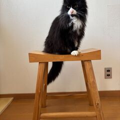 ウッドベンチ (美品)