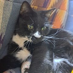 白ソックスのオスの黒猫 - 宇都宮市