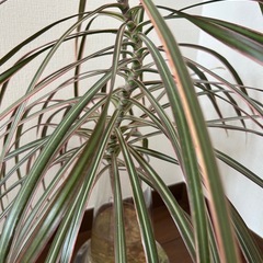 ドラセナ・コンシンネ　挿し木　観葉植物の画像