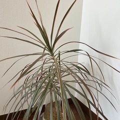 ドラセナ・コンシンネ　挿し木　観葉植物の画像