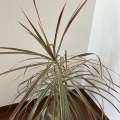 ドラセナ・コンシンネ　挿し木　観葉植物の画像