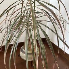 ドラセナ・コンシンネ　挿し木　観葉植物の画像