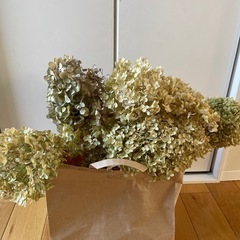 アナベル　ドライフラワー　紫陽花