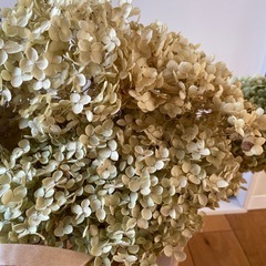 アナベル　ドライフラワー　紫陽花の画像