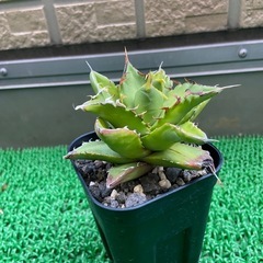 アガベ　チタノタ　ノーネームの画像