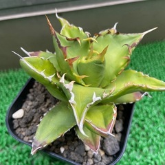 アガベ　チタノタ　ノーネームの画像