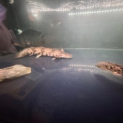 エンドリケリーロングフィン個体　引き取りの画像