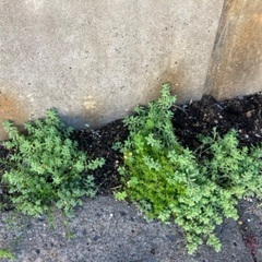 多肉植物　ミルキーウェイ　抜き苗