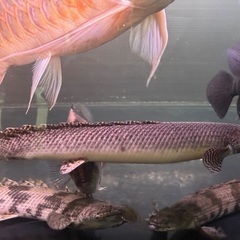 オルナティー35㎝前後