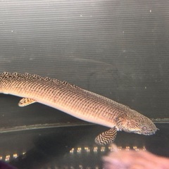 オルナティー35㎝前後　引き取りの画像